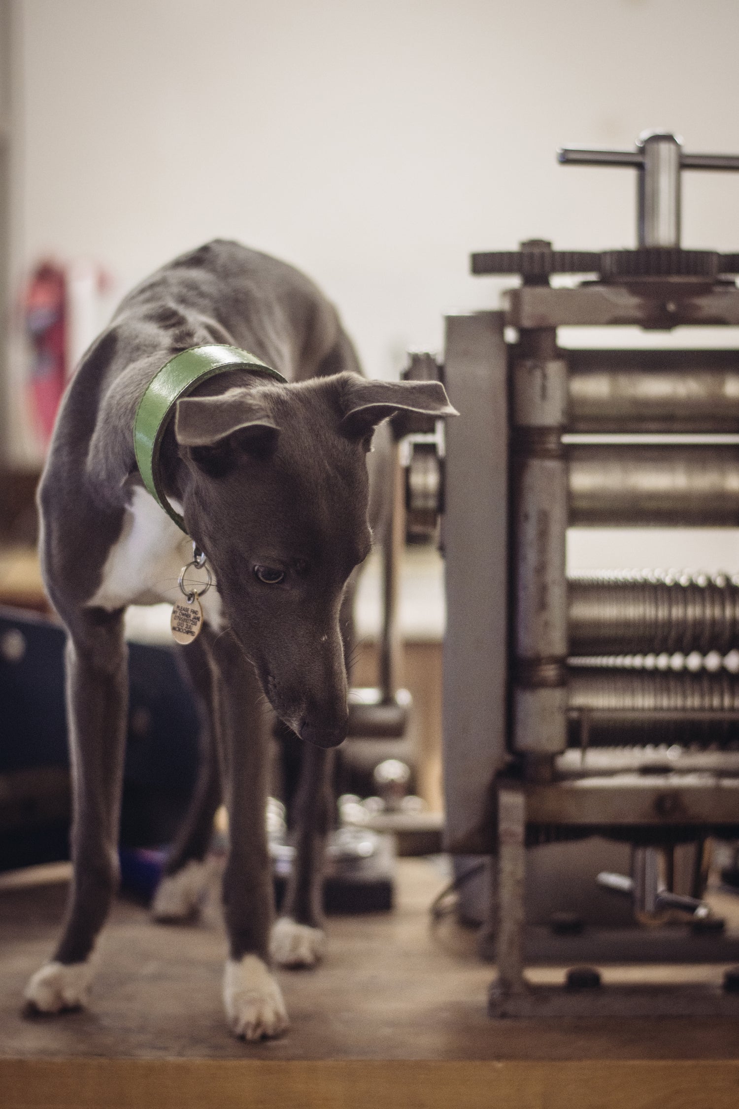 Jane Harrison Jewellery - Jane's dog at the studio